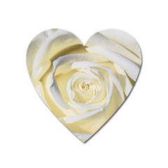 White Roses Flowers Plant Romance Blossom Bloom Nature Flora Petals Heart Magnet by pakminggu