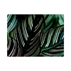 Calathea Leaves Strippe Line Premium Plush Fleece Blanket (mini) by Ravend