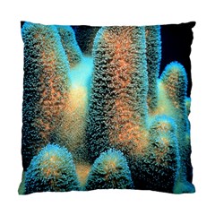 Photo Coral Great Scleractinia Standard Cushion Case (two Sides)