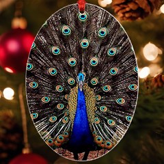 Peacock Uv Print Acrylic Ornament Oval by Ket1n9