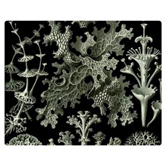 Weave Haeckel Lichenes Photobionten Two Sides Premium Plush Fleece Blanket (teen Size) by Cemarart