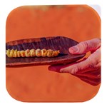 Hand of woman holds a grilled Witchetty grubs on Stacked food storage container