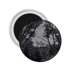 Patagonia Forest, Nahuel Huapi National Park, Rio Negro, Argentina 2 25  Magnets by dflcprintsclothing